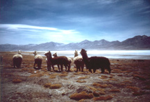 Peru - Llamas on the altoplano